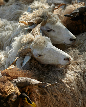 Diários da Tosquia